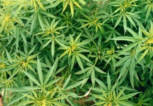 Marijuana, parla la Coldiretti