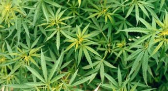 Coldiretti: “1,4 miliardi grazie alla marijuana”